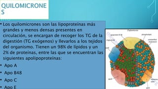 • Los quilomicrones son las lipoproteínas más
grandes y menos densas presentes en
circulación, se encargan de recoger los ...