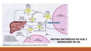 DESTINO METABÓLICO DE VLDL Y
PRODUCCIÓN DE LDL
Referencia: Recuperado de Bioquímica de Harper. 29ª Ed. (2013)
 