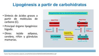 Lipogénesis a partir de carbohidratos
• Síntesis de ácidos grasos a
partir de moléculas de
carbono (C).
• Principal órgano lipogénico:
hígado.
• Otros: tejido adiposo,
cerebro, riñón y glándulas
mamarias.
Fuente: http://clinicalevidence.pbworks.com/w/file/fetch/63221078/FASES%20DE%20DESARROLLO.pdf
 