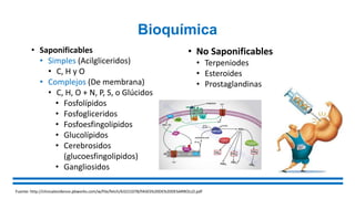 Bioquímica
Fuente: http://clinicalevidence.pbworks.com/w/file/fetch/63221078/FASES%20DE%20DESARROLLO.pdf
• Saponificables
• Simples (Acilgliceridos)
• C, H y O
• Complejos (De membrana)
• C, H, O + N, P, S, o Glúcidos
• Fosfolípidos
• Fosfogliceridos
• Fosfoesfingolipidos
• Glucolípidos
• Cerebrosidos
(glucoesfingolipidos)
• Gangliosidos
• No Saponificables
• Terpeniodes
• Esteroides
• Prostaglandinas
 