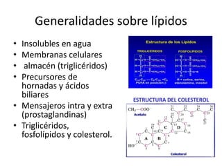 Generalidades sobre lípidos
• Insolubles en agua
• Membranas celulares
• almacén (triglicéridos)
• Precursores de
hornadas y ácidos
biliares
• Mensajeros intra y extra
(prostaglandinas)
• Triglicéridos,
fosfolípidos y colesterol.
 