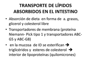 TRANSPORTE DE LÍPIDOS
ABSORBIDOS EN EL INTESTINO
• Absorción de dieta en forma de a. grasos,
glicerol y colesterol libre
• Transportadores de membrana (proteína
Niemann- Pick tipo 1 y transportadores ABC-
G5 y ABC-G8)
• en la mucosa de ID se esterifican 
triglicéridos y esteres de colesterol 
interior de lipoproteínas (quilomicrones)
 