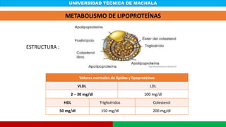 UNIVERSIDAD TÉCNICA DE MACHALA
METABOLISMO DE LIPOPROTEÍNAS
ESTRUCTURA :
Valores normales de lípidos y lipoproteínas
VLDL LDL
2 – 30 mg/dl 100 mg/dl
HDL Triglicéridos Colesterol
50 mg/dl 150 mg/dl 200 mg/dl
 