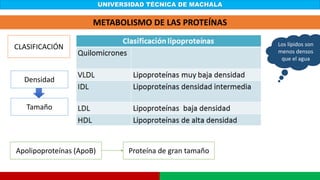 UNIVERSIDAD TÉCNICA DE MACHALA
METABOLISMO DE LAS PROTEÍNAS
CLASIFICACIÓN
Densidad
Tamaño
Los lípidos son
menos densos
que el agua
Apolipoproteínas (ApoB) Proteína de gran tamaño
 