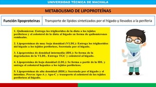 UNIVERSIDAD TÉCNICA DE MACHALA
Función lipoproteínas Transporte de lípidos sintetizados por el hígado y llevados a la periferia
METABOLISMO DE LIPOPROTEÍNAS
 