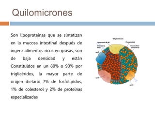 Formacion de los
quilomicrones
Los quilomicrones se
sintetizan a partir de las
grasas que desdoblan
las enzimas digestivas...