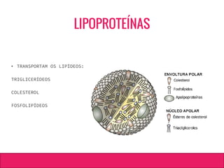 LIPOPROTEÍNAS
• TRANSPORTAM OS LIPÍDEOS:
TRIGLICERÍDEOS
COLESTEROL
FOSFOLIPÍDEOS
 