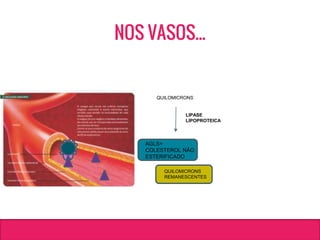 QUILOMICRONS
LIPASE
LIPOPROTEICA
AGLS+
COLESTEROL NÃO
ESTERIFICADO
QUILOMICRONS
REMANESCENTES
NOS VASOS...
 