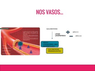 QUILOMICRONS
LIPASE
LIPOPROTEICA
AGLS+
COLESTEROL NÃO
ESTERIFICADO
QUILOMICRONS
REMANESCENTES
APO C II
APO C III
NOS VASOS...
 