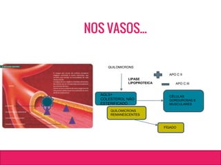 QUILOMICRONS
LIPASE
LIPOPROTEICA
AGLS+
COLESTEROL NÃO
ESTERIFICADO
QUILOMICRONS
REMANESCENTES
CÉLULAS
GORDUROSAS E
MUSCULARES
FÍGADO
APO C II
APO C III
NOS VASOS...
 