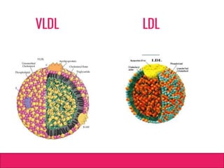 VLDL LDL
 