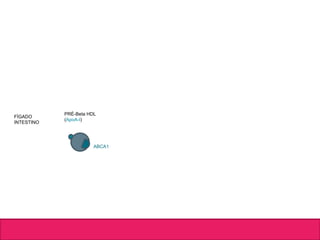 FÍGADO
INTESTINO
PRÉ-Beta HDL
(ApoA-I)
ABCA1
 