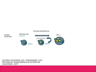 FÍGADO
INTESTINO
PRÉ-Beta HDL
(ApoA-I)
ABCA1
HDL 3
COLESTEROL
ABCA1
LECITINA-COLESTEROL ACIL- TRANSFERASE: LCAT
PROTEÍNA DE TRANSFERÊNCIA DE ÉSTERES DE
COLESTEROL: CETP
TECIDOS PERIFÉRICOS
 