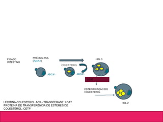 FÍGADO
INTESTINO
PRÉ-Beta HDL
(ApoA-I)
ABCA1
HDL 3
COLESTEROL
ABCA1
LCAT
LECITINA-COLESTEROL ACIL- TRANSFERASE: LCAT
PROTEÍNA DE TRANSFERÊNCIA DE ÉSTERES DE
COLESTEROL: CETP
ESTERIFICAÇÃO DO
COLESTEROL
HDL 2
 