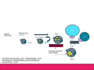 FÍGADO
INTESTINO
PRÉ-Beta HDL
(ApoA-I)
ABCA1
HDL 3
COLESTEROL
ABCA1
LCAT
LECITINA-COLESTEROL ACIL- TRANSFERASE: LCAT
PROTEÍNA DE TRANSFERÊNCIA DE ÉSTERES DE
COLESTEROL: CETP
ESTERIFICAÇÃO DO
COLESTEROL
HDL 2
VLDL
LDL
CETP
 