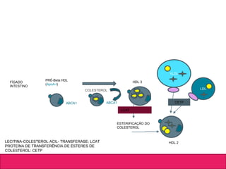 LDL
VLDL
FÍGADO
INTESTINO
PRÉ-Beta HDL
(ApoA-I)
ABCA1
HDL 3
COLESTEROL
ABCA1
LCAT
LECITINA-COLESTEROL ACIL- TRANSFERASE: LCAT
PROTEÍNA DE TRANSFERÊNCIA DE ÉSTERES DE
COLESTEROL: CETP
ESTERIFICAÇÃO DO
COLESTEROL
HDL 2
CETP
 