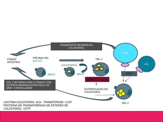 FÍGADO
INTESTINO
PRÉ-Beta HDL
(ApoA-I)
ABCA1
HDL 3
COLESTEROL
ABCA1
LCAT
LECITINA-COLESTEROL ACIL- TRANSFERASE: LCAT
PROTEÍNA DE TRANSFERÊNCIA DE ÉSTERES DE
COLESTEROL: CETP
ESTERIFICAÇÃO DO
COLESTEROL
HDL 2
VLDL
LDL
CETP
HDL 2 RETORNA PARA O FÍGADO COM
ESTERES REMANSCENTES PELA VIA
SRB1  RECICLAGEM
TRANSPORTE REVERSO DO
COLESTEROL
 