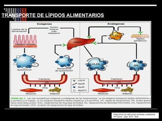 TRANSPORTE DE LÍPIDOS ALIMENTARIOS




                                     PRINCIPIOS DE MEDICINA INTERNA, HARRISON
     ...