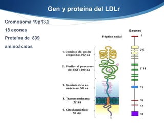 Cromosoma 19p13.2
18 exones
Proteína de 839
aminoácidos
Gen y proteína del LDLr
 