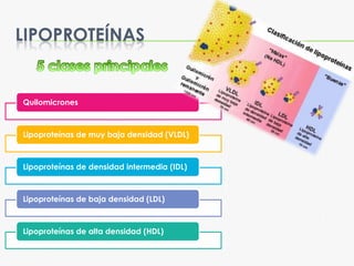 LIPOPROTEÍNAS
Quilomicrones
Lipoproteínas de muy baja densidad (VLDL)
Lipoproteínas de densidad intermedia (IDL)
Lipoprote...