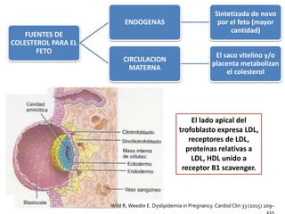 FUENTES DE
COLESTEROL PARA EL
FETO
ENDOGENAS
Sintetizada de novo
por el feto (mayor
cantidad)
CIRCULACION
MATERNA
El saco vitelino y/o
placenta metabolizan
el colesterol
El lado apical del
trofoblasto expresa LDL,
receptores de LDL,
proteínas relativas a
LDL, HDL unido a
receptor B1 scavenger.
Wild R, Weedin E. Dyslipidemia in Pregnancy. Cardiol Clin 33 (2015) 209–
 