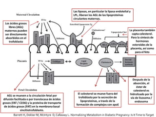Los ácidos grasos
libres (AGL)
maternos pueden
ser directamente
absorbidos en el
trofoblasto
Las lipasas, en particular la lipasa endotelial y
LPL, liberan los AGL de las lipoproteínas
circulantes maternas.
Después de la
absorción, el
éster de
colesterol es
hidrolizado por la
vía de lisosoma /
endosoma
La placenta también
capta colesterol.
Para la síntesis de
hormonas
esteroides de la
placenta, así como
para el feto
AGL se mueven a la circulación fetal por
difusión facilitada o por translocasa de ácidos
grasos (FAT / CD36) y la proteína de transporte
de ácidos grasos (FAT) en la membrana basal
sincitiotrofoblasto.
El colesterol se mueve fuera del
trofoblasto por la secreción de
lipoproteínas, a través de la
formación de complejos con apoE
Barrett H, Dekker M, McIntyre D, Callaway L. Normalizing Metabolism in Diabetic Pregnancy: Is ItTime toTarget
 