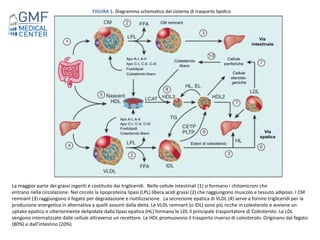 Dislipidemie: epidemiologia e eziologia