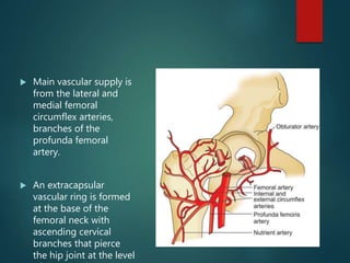  Main vascular supply is
from the lateral and
medial femoral
circumflex arteries,
branches of the
profunda femoral
artery.
 An extracapsular
vascular ring is formed
at the base of the
femoral neck with
ascending cervical
branches that pierce
the hip joint at the level
 