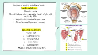 Factors providing stability of joint -
Static stabilisers
• Glenoid cavity
• Glenoid labrum- increases the depth of glenoid
cavity by 50%
• Negative intra-articular pressure
• Glenohumeral ligament complex
Dynamic stabilisers
rotator cuff-
a) Supraspinatus
b) infraspinatus
c) teres minor
d) subscapularis
- Muscles around the shoulders
 