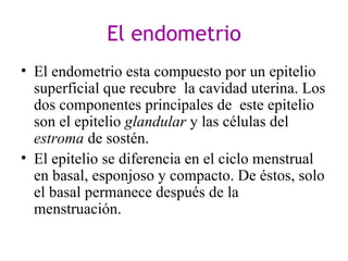 El endometrio ,[object Object],[object Object]