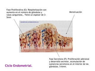 Fase Secretora (P): Proliferación adicional y desarrollo secretor, acumulación de sustancias secretoras en el interior de las glándulas. 5-6mm.  Fase Proliferativa (E): Reepitelización con aumento en el número de glándulas y vasos sanguíneos.. Tiene un espesor de 3-5mm Ciclo Endometrial. Menstruación 