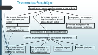 Tercer mecanismo fisiopatológico
Se originan en receptores pulmonares de la caja torácica
Receptores al estiramiento
de las pequeñas vías
aéreas
Estimulado por la
insuflación pulmonar
Receptores J del intersticio
Receptores en la pared de la caja torácica
Receptores a gases o
partículas irritantes de vías
aéreas de gran calibre
Sensibles a congestión de
vasos pulmonares y distención
Detecta la fuerza generada por los músculos respiratorios
Cuando se incrementa
la fuerza requerida para
distender los pulmones
Por la perdida de la
relación normal de las
aferencias motoras
Cambio de longitud
muscular
Volumen pulmonar
 