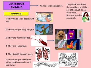 VERTEBRATE
ANIMALS
Animals with backbones.
MAMMALS
 They nurse their babies with
milk.
 They have got body hair/fur.
 They are warm blooded.
 They are viviparous.
 They breath through lungs.
 They have got a skeleton
with a backbone and a skull
(cranium).
They drink milk from
their mothers until they
are old enough to eat
other food.
Humans are also
mammals.
 