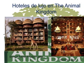 Disney's Animal Kingdom Lodge
Disney's Lodge
Hoteles de lujo en The Animal
Kingdom
 