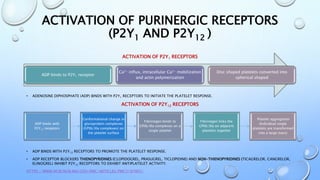 Drug Interactions of ADP receptor Blockers (Antiplatelets) | PPTX