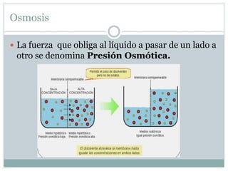 Osmosis

 La fuerza que obliga al líquido a pasar de un lado a
 otro se denomina Presión Osmótica.
 