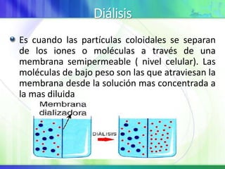 Diálisis
Es cuando las partículas coloidales se separan
de los iones o moléculas a través de una
membrana semipermeable ( nivel celular). Las
moléculas de bajo peso son las que atraviesan la
membrana desde la solución mas concentrada a
la mas diluida
 