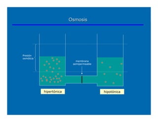 Osmosis




Presión
osmótica
                            membrana
                          semipermeable




           hipertónica                    hipotónica




                                                       38
 
