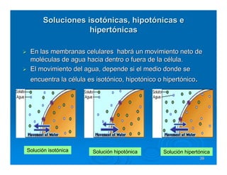 Soluciones isotónicas, hipotónicas e
                   hipertónicas

 En las membranas celulares habrá un movimiento neto de
 moléculas de agua hacia dentro o fuera de la célula.
 El movimiento del agua, depende si el medio donde se
 encuentra la célula es isotónico, hipotónico o hipertónico.




Solución isotónica    Solución hipotónica      Solución hipertónica
                                                               39
 