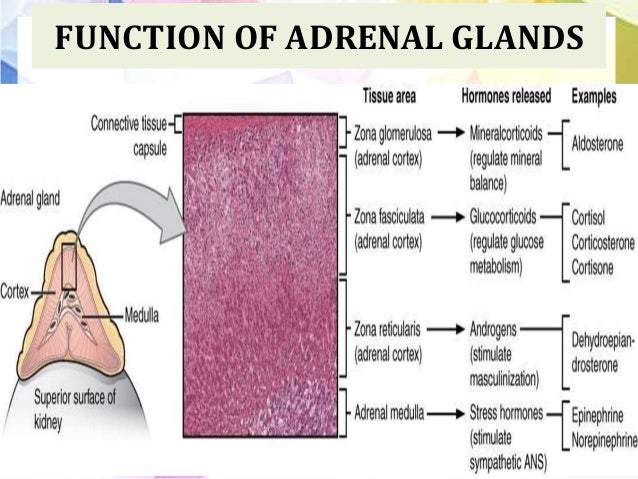 Disorder Of Adrenal Cortex