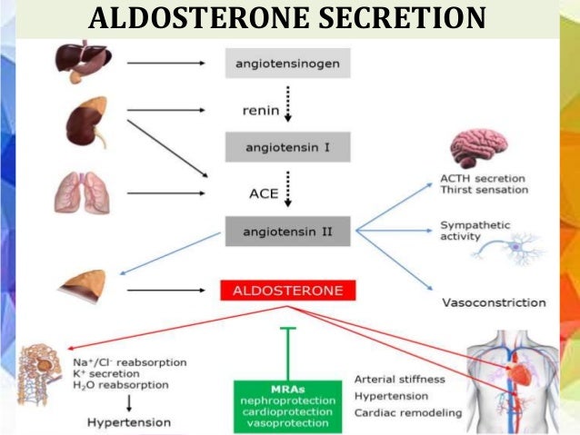 adrenal medulla cortisol adrenal medulla cortisol
