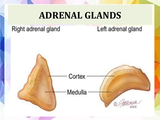 adrenal cortex definition