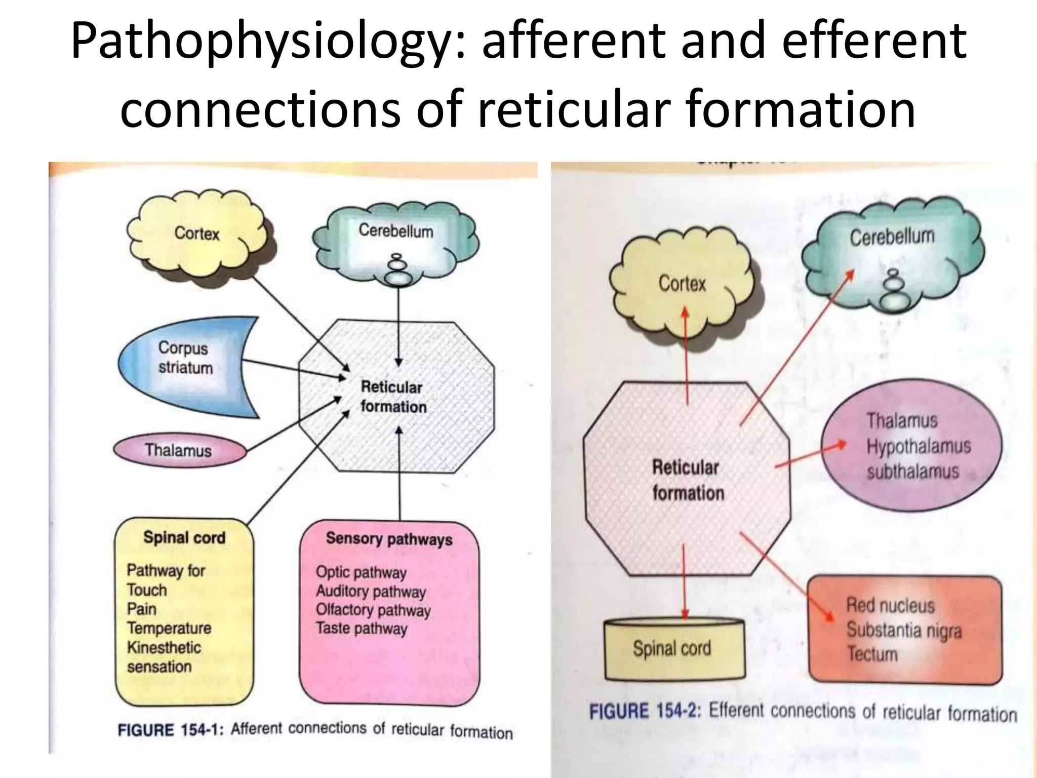 Pathophysiology: afferent and efferent
connections of reticular formation
 