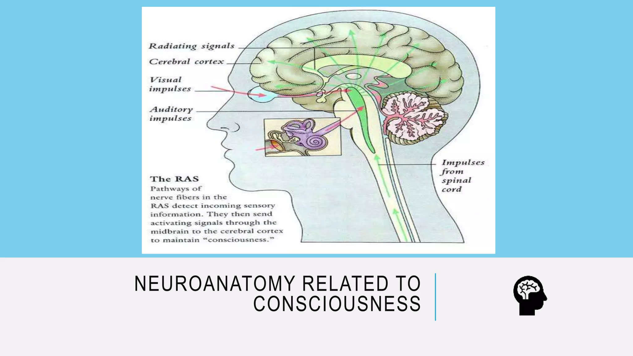 NEUROANATOMY RELATED TO
CONSCIOUSNESS
 