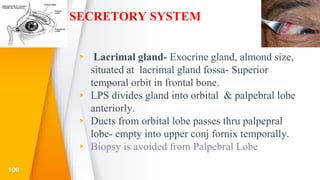 SECRETORY SYSTEM
▸ Lacrimal gland- Exocrine gland, almond size,
situated at lacrimal gland fossa- Superior
temporal orbit in frontal bone.
▸ LPS divides gland into orbital & palpebral lobe
anteriorly.
▸ Ducts from orbital lobe passes thru palpepral
lobe- empty into upper conj fornix temporally.
▸ Biopsy is avoided from Palpebral Lobe
100
 