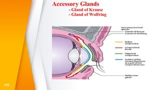 Accessory Glands
- Gland of Krause
- Gland of Wolfring
101
 