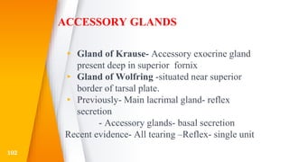 ACCESSORY GLANDS
▸ Gland of Krause- Accessory exocrine gland
present deep in superior fornix
▸ Gland of Wolfring -situated near superior
border of tarsal plate.
▸ Previously- Main lacrimal gland- reflex
secretion
- Accessory glands- basal secretion
Recent evidence- All tearing –Reflex- single unit
102
 