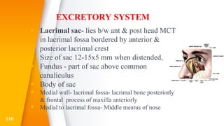 EXCRETORY SYSTEM
 Lacrimal sac- lies b/w ant & post head MCT
in lacrimal fossa bordered by anterior &
posterior lacrimal crest
 Size of sac 12-15x5 mm when distended,
 Fundus - part of sac above common
canaliculus
 Body of sac
 Medial wall- lacrimal fossa- lacrimal bone posteriorly
& frontal process of maxilla anteriorly
 Medial to lacrimal fossa- Middle meatus of nose
110
 