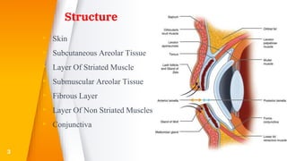 Structure
▸ Skin
▸ Subcutaneous Areolar Tissue
▸ Layer Of Striated Muscle
▸ Submuscular Areolar Tissue
▸ Fibrous Layer
▸ Layer Of Non Striated Muscles
▸ Conjunctiva
3
 
