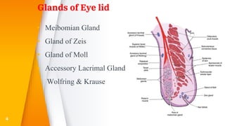 Glands of Eye lid
▸ Meibomian Gland
▸ Gland of Zeis
▸ Gland of Moll
▸ Accessory Lacrimal Gland of
Wolfring & Krause
4
 